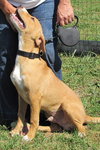 Huck