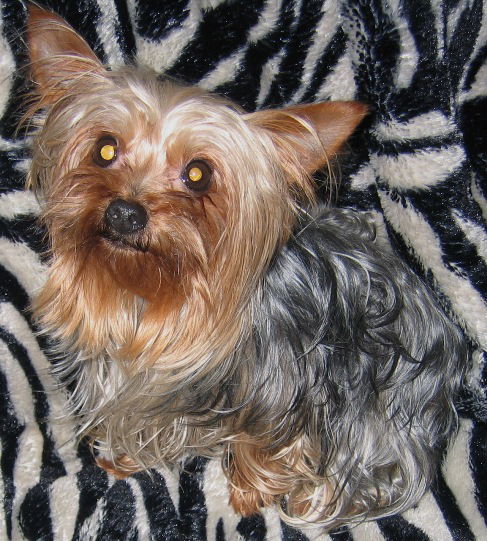 Daisy - Adopted
