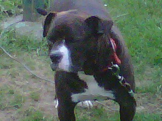 Dudley