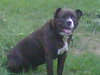 Dudley