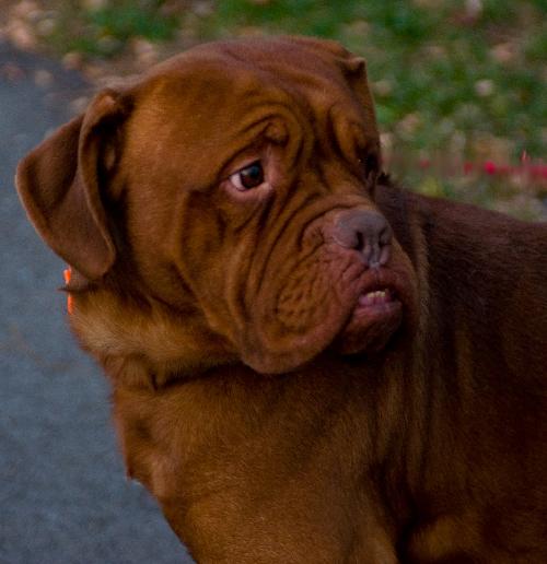 Clyde