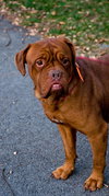 Clyde