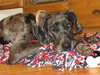 Marley -Adopted