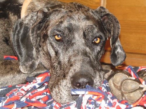 Marley -Adopted