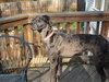 Marley -Adopted