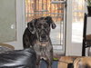 Marley -Adopted