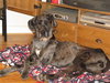 Marley -Adopted