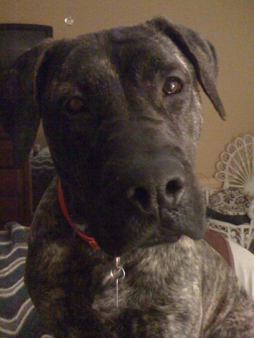 Willow