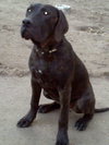 Juno