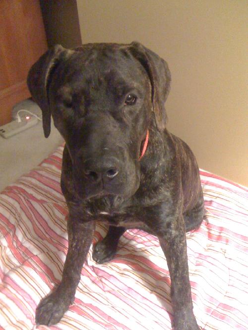 Juno