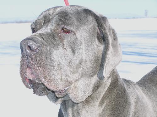 Brutus