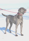 Brutus