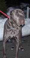 Brutus