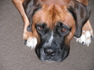 Baxter