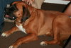 Baxter
