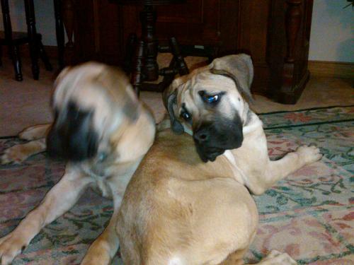 Lilly and Rose