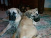 Lilly and Rose