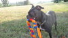 Cloe