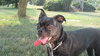 Cloe