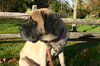 Buddy