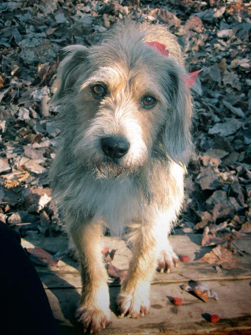 Benji
