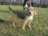 Benji
