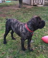 Benson