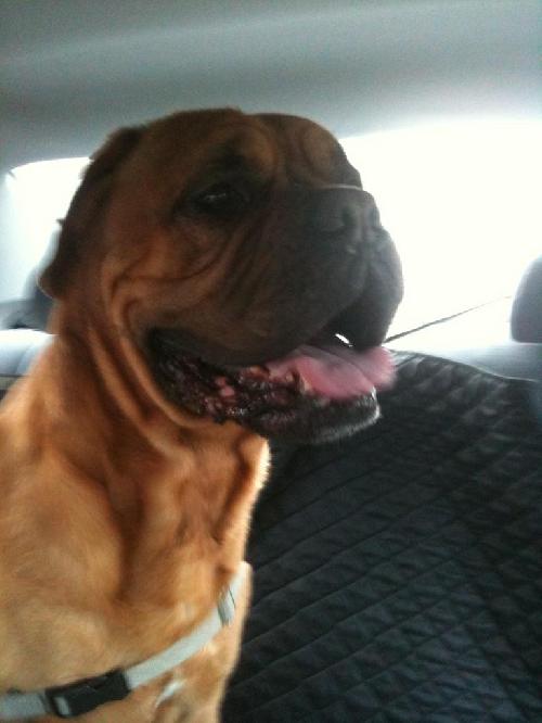Boris