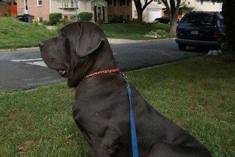Rex