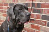 Rex