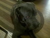 Rex