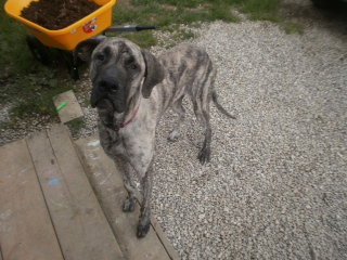 molly