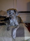 Phoebe