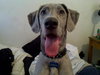 Phoebe