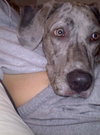 Phoebe