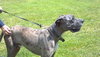 Leon-gorgeous!