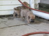 Little Bits