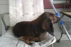 Hershey