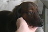 Hershey