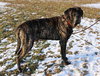 Buster *WELL TRAINED*