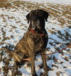 Buster *WELL TRAINED*