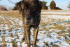 Buster *WELL TRAINED*