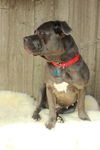 Missy Mae  **MINI MASTIFF**