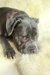 Missy Mae  **MINI MASTIFF**