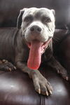 Missy Mae  **MINI MASTIFF**