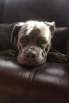 Missy Mae  **MINI MASTIFF**