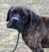 Admiral (TIMID MALE)