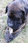 Admiral (TIMID MALE)
