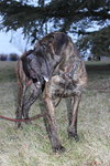 Admiral (TIMID MALE)