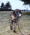 Admiral (TIMID MALE)